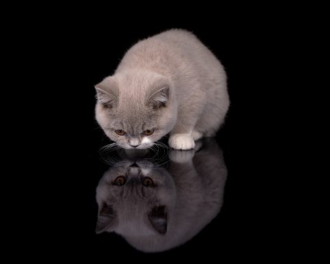 From Dream of Colour Daisy