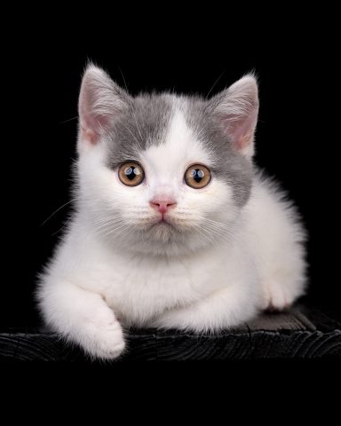 Gato G-Wurf, Cattery, From Dream of Colour, Kitten, BKH, BdK, BLH, Zucht, Züchter, mit Herz, Kreis Kleve, NRW, Blue, White