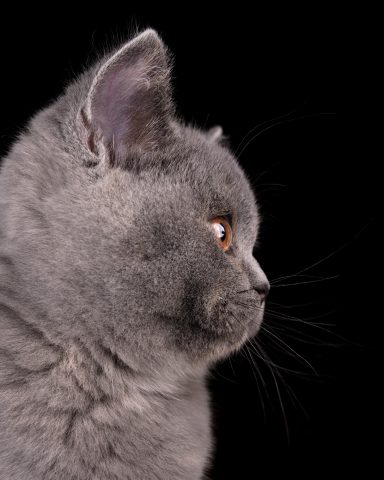 From Dream of Colour Elsa