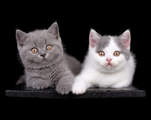 Geronimo + Gato G-Wurf, Cattery, From Dream of Colour, Kitten, BKH, BdK, BLH, Zucht, Züchter, mit Herz, Kreis Kleve, NRW, Blue, White