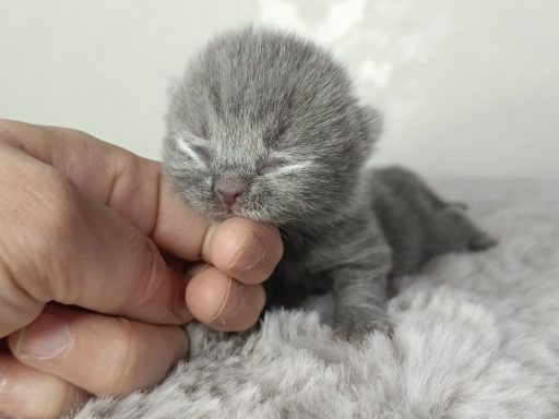 Geronimo BKH, Cattery, Zucht, NRW, Kreis Kleve, Goch, From Dream of Colour