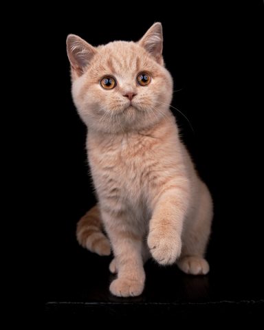 From Dream of Colour Dylan