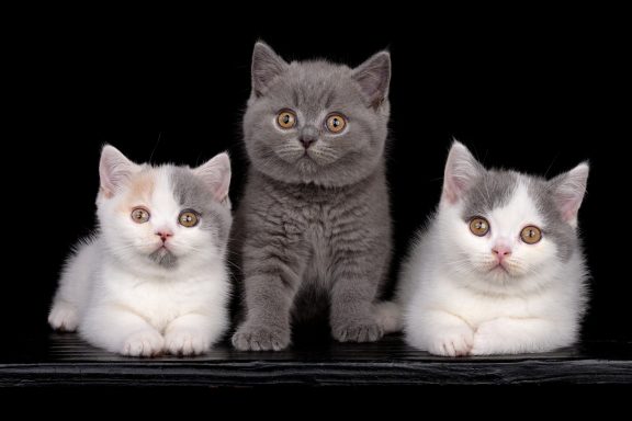 Gini, Geronimo, Gato G-Wurf, Cattery, From Dream of Colour, Kitten, BKH, BdK, BLH, Zucht, Züchter, mit Herz, Kreis Kleve, NRW, Blue, White, Tortie