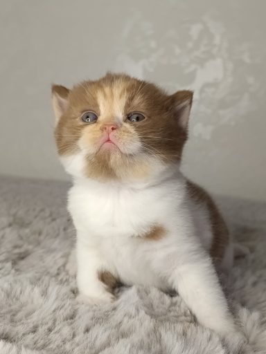 Fibi