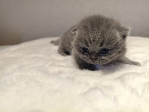 Geronimo BKH, Cattery, Zucht, NRW, Kreis Kleve, Goch, From Dream of Colour