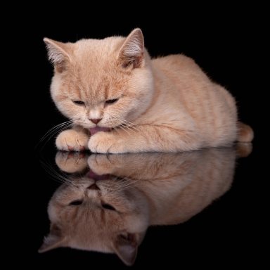 From Dream of Colour Dylan