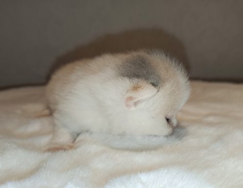 Gini BKH, Cattery, Zucht, NRW, Kreis Kleve, Goch, From Dream of Colour