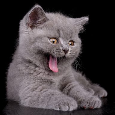 Geronimo G-Wurf, Cattery, From Dream of Colour, Kitten, BKH, BdK, BLH, Zucht, Züchter, mit Herz, Kreis Kleve, NRW, Blue
