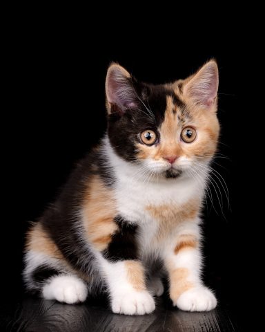 Fedora F-Wurf, Cattery, From Dream of Colour, Kitten, BKH, BdK, BLH, Zucht, Züchter, mit Herz, Kreis Kleve, NRW, Black, Tortie White