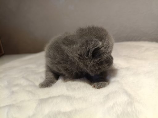 Geronimo BKH, Cattery, Zucht, NRW, Kreis Kleve, Goch, From Dream of Colour