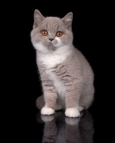 From Dream of Colour Daisy