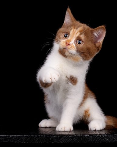 Fibi F-Wurf, Cattery, From Dream of Colour, Kitten, BKH, BdK, BLH, Zucht, Züchter, mit Herz, Kreis Kleve, NRW, Cinnamon, Tortie White