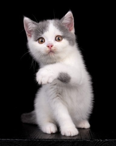 Gato G-Wurf, Cattery, From Dream of Colour, Kitten, BKH, BdK, BLH, Zucht, Züchter, mit Herz, Kreis Kleve, NRW, Blue, White