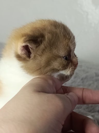 Fibi