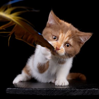 Fibi F-Wurf, Cattery, From Dream of Colour, Kitten, BKH, BdK, BLH, Zucht, Züchter, mit Herz, Kreis Kleve, NRW, Cinnamon, Tortie, White