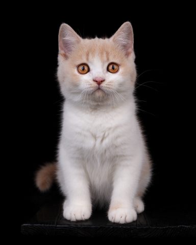 From Dream of Colour Einstein