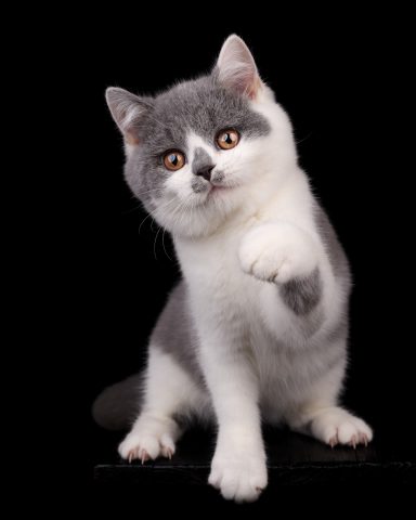 From Dream of Colour Da Vinci