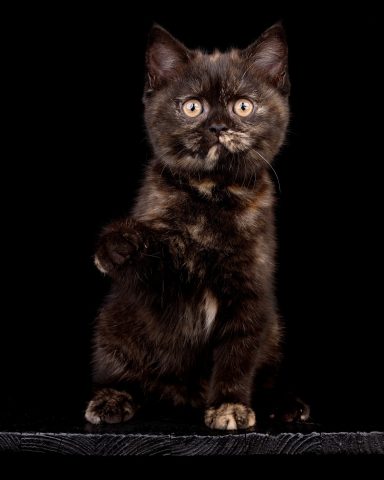 Femke F-Wurf, Cattery, From Dream of Colour, Kitten, BKH, BdK, BLH, Zucht, Züchter, mit Herz, Kreis Kleve, NRW, Black, Tortie