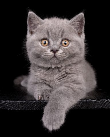 Geronimo G-Wurf, Cattery, From Dream of Colour, Kitten, BKH, BdK, BLH, Zucht, Züchter, mit Herz, Kreis Kleve, NRW, Blue