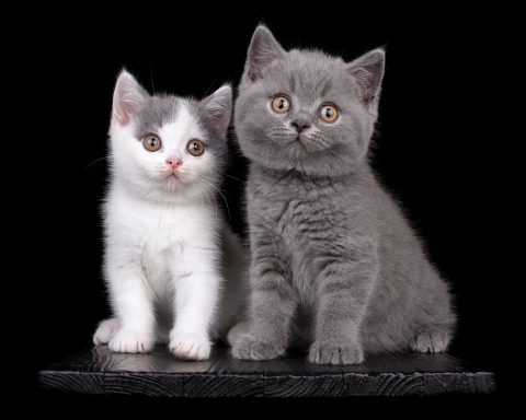 Gato + Geronimo G-Wurf, Cattery, From Dream of Colour, Kitten, BKH, BdK, BLH, Zucht, Züchter, mit Herz, Kreis Kleve, NRW, Blue, White