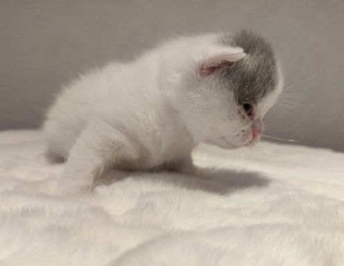 Gato BKH, Cattery, Zucht, NRW, Kreis Kleve, Goch, From Dream of Colour
