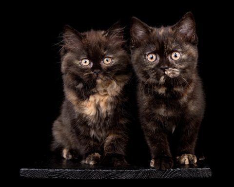Fleur & Femke F-Wurf, Cattery, From Dream of Colour, Kitten, BKH, BdK, BLH, Zucht, Züchter, mit Herz, Kreis Kleve, NRW, Black, Tortie