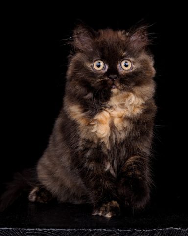 Fleur F-Wurf, Cattery, From Dream of Colour, Kitten, BKH, BdK, BLH, Zucht, Züchter, mit Herz, Kreis Kleve, NRW, Black, Tortie