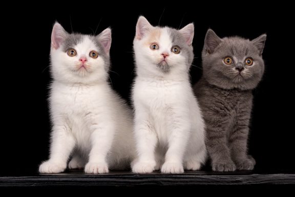 Gato, Gini, Geronimo G-Wurf, Cattery, From Dream of Colour, Kitten, BKH, BdK, BLH, Zucht, Züchter, mit Herz, Kreis Kleve, NRW, Blue, White