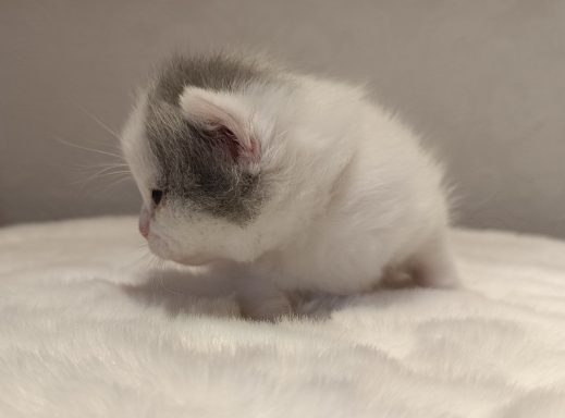 Gato BKH, Cattery, Zucht, NRW, Kreis Kleve, Goch, From Dream of Colour