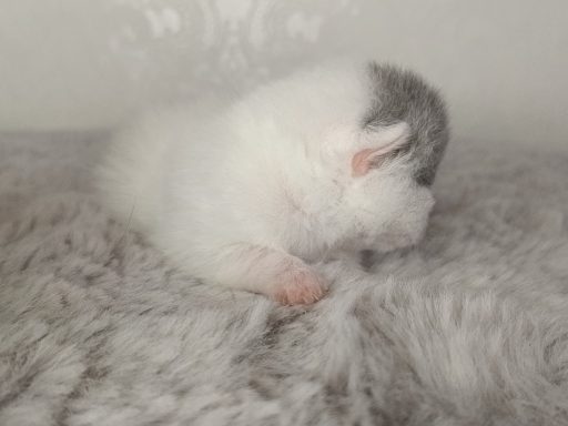 Gato BKH, Cattery, Zucht, NRW, Kreis Kleve, Goch, From Dream of Colour
