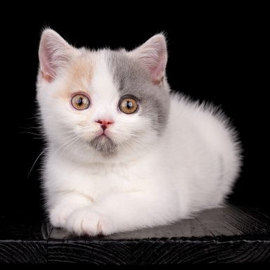 Gini G-Wurf, Cattery, From Dream of Colour, Kitten, BKH, BdK, BLH, Zucht, Züchter, mit Herz, Kreis Kleve, NRW, Blue Tortie White
