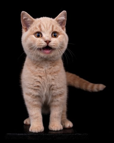 From Dream of Colour Dylan