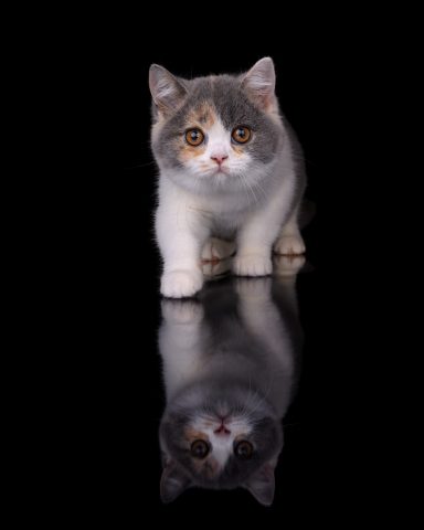 From Dream of Colour Darling