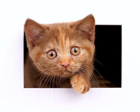 Flame Foxy F-Wurf, Cattery, From Dream of Colour, Kitten, BKH, BdK, BLH, Zucht, Züchter, mit Herz, Kreis Kleve, NRW, Cinnamon, Tortie