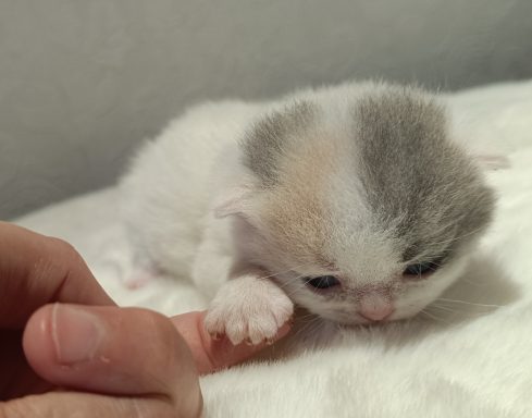 Gini BKH, Cattery, Zucht, NRW, Kreis Kleve, Goch, From Dream of Colour