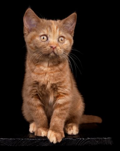 Flame Foxy F-Wurf, Cattery, From Dream of Colour, Kitten, BKH, BdK, BLH, Zucht, Züchter, mit Herz, Kreis Kleve, NRW, Cinnamon, Tortie
