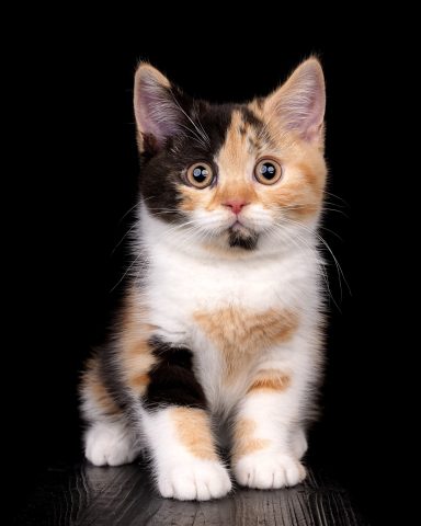 Fedora F-Wurf, Cattery, From Dream of Colour, Kitten, BKH, BdK, BLH, Zucht, Züchter, mit Herz, Kreis Kleve, NRW, Black, Tortie White