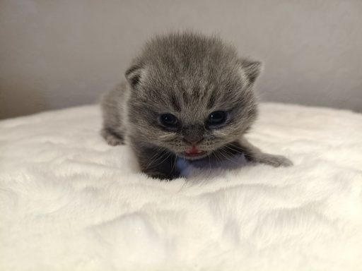 Geronimo BKH, Cattery, Zucht, NRW, Kreis Kleve, Goch, From Dream of Colour