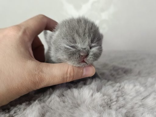 Geronimo BKH, Cattery, Zucht, NRW, Kreis Kleve, Goch, From Dream of Colour