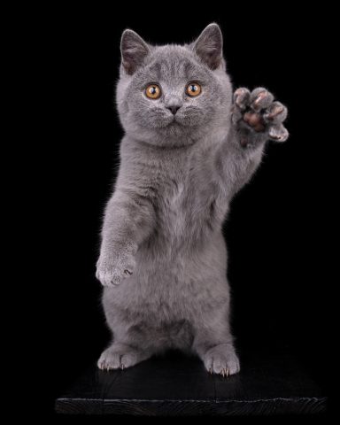 From Dream of Colour Dusty