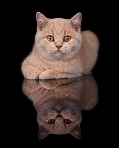 From Dream of Colour Dylan