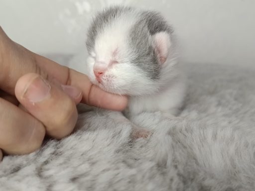 Gato BKH, Cattery, Zucht, NRW, Kreis Kleve, Goch, From Dream of Colour