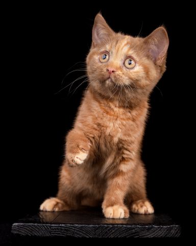 Flame Foxy F-Wurf, Cattery, From Dream of Colour, Kitten, BKH, BdK, BLH, Zucht, Züchter, mit Herz, Kreis Kleve, NRW, Cinnamon, Tortie