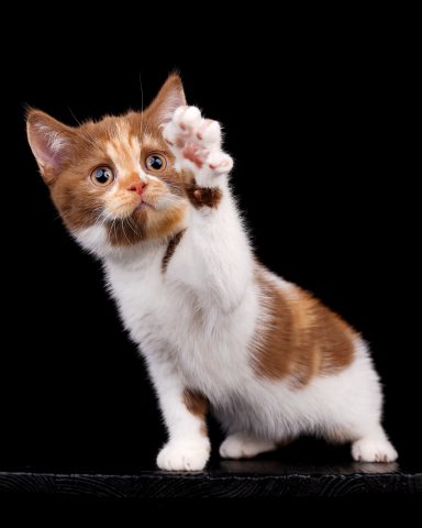 Fibi F-Wurf, Cattery, From Dream of Colour, Kitten, BKH, BdK, BLH, Zucht, Züchter, mit Herz, Kreis Kleve, NRW, Cinnamon, Tortie White