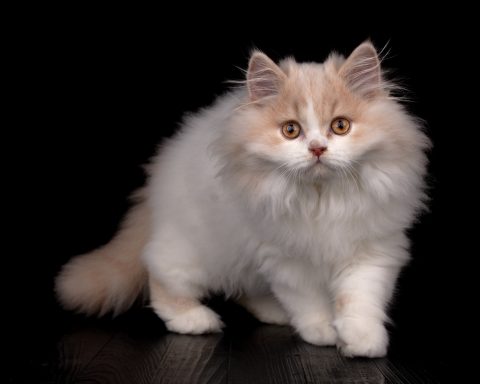 From Dream of Colour Eliot