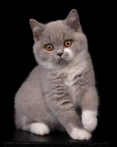 From Dream of Colour Daisy