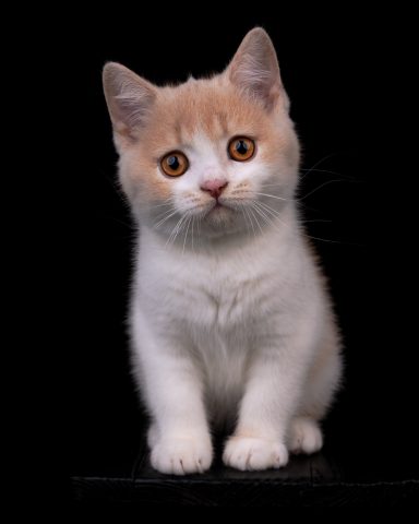 From Dream of Colour Einstein