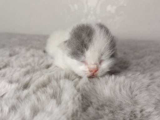 Gato BKH, Cattery, Zucht, NRW, Kreis Kleve, Goch, From Dream of Colour