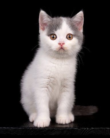 Gato G-Wurf, Cattery, From Dream of Colour, Kitten, BKH, BdK, BLH, Zucht, Züchter, mit Herz, Kreis Kleve, NRW, Blue, White
