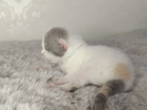 Gini BKH, Cattery, Zucht, NRW, Kreis Kleve, Goch, From Dream of Colour